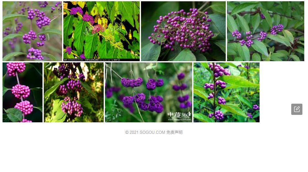 厚萼紫珠照片和图片/
