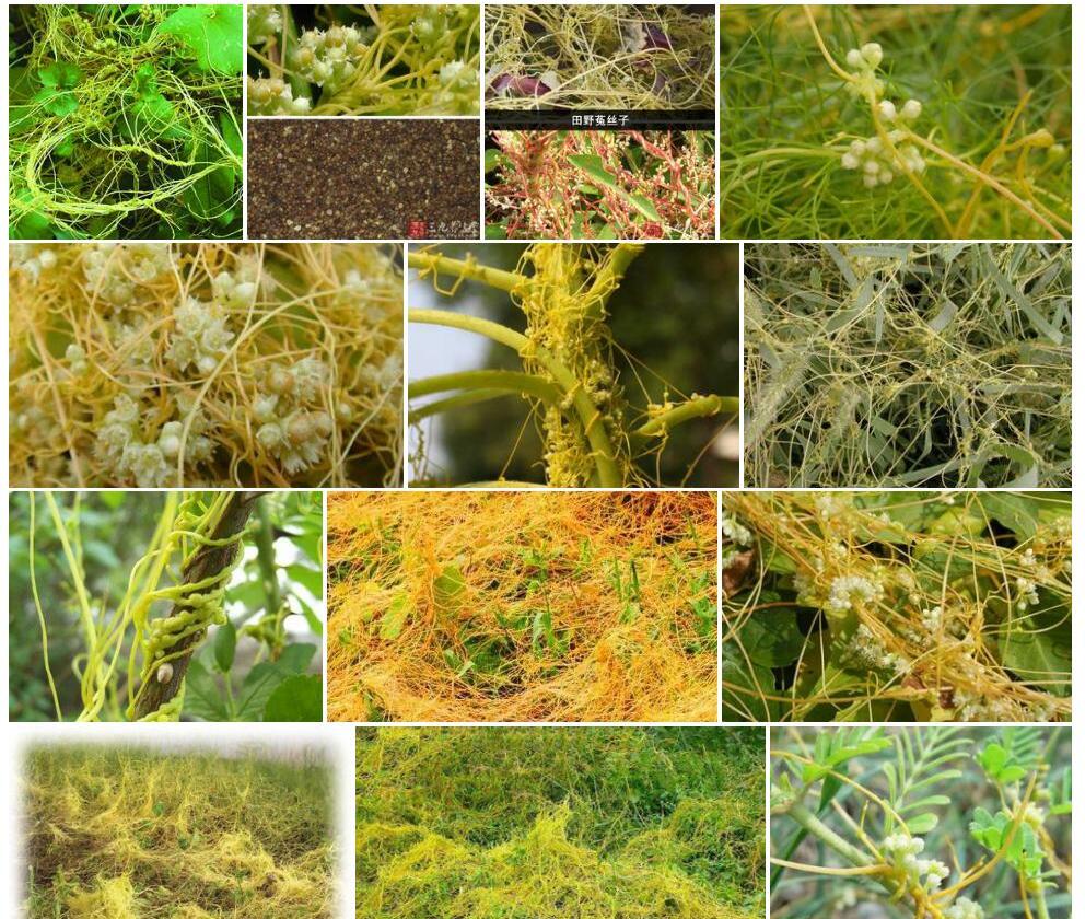 原野菟丝子照片和图片/