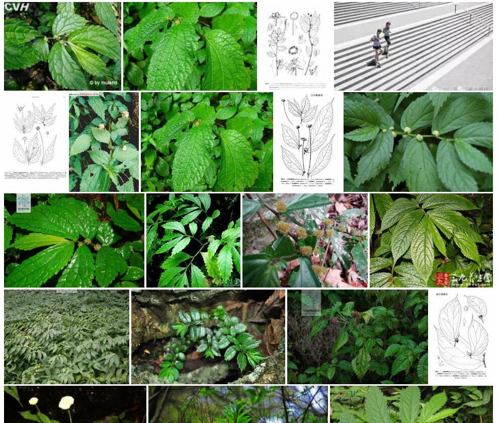 叉序楼梯草照片和图片/
