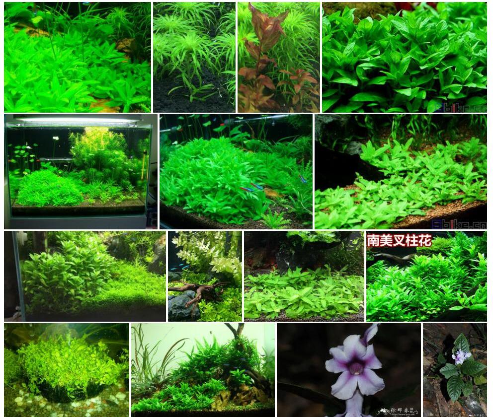 叉柱花照片和图片/