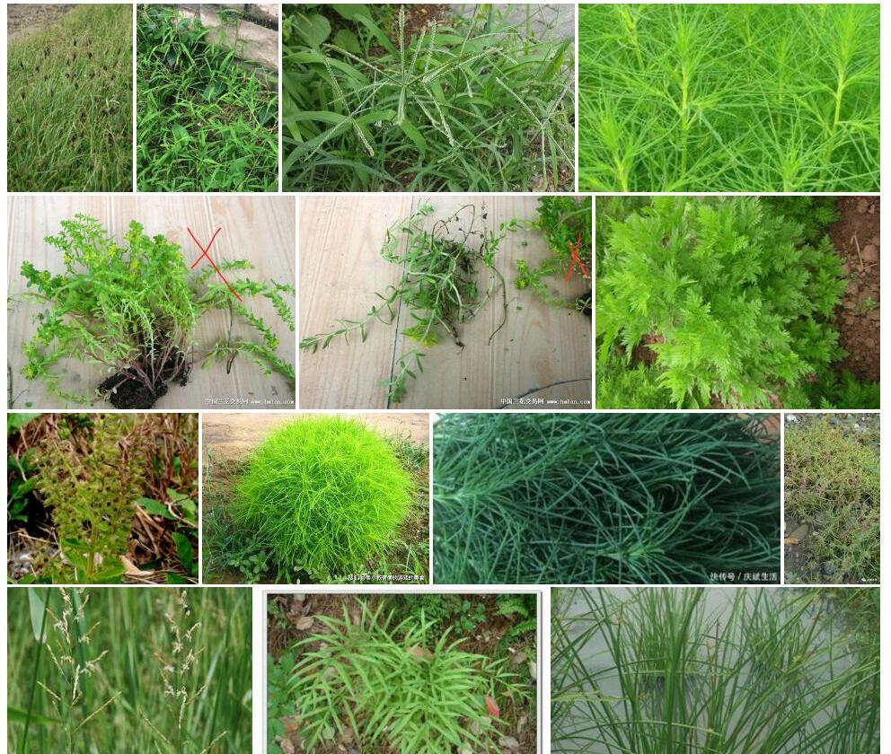 叉齿薹草照片和图片/