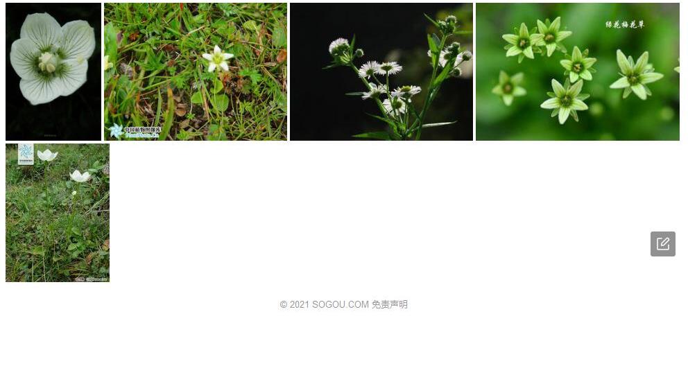 双叶梅花草照片和图片/