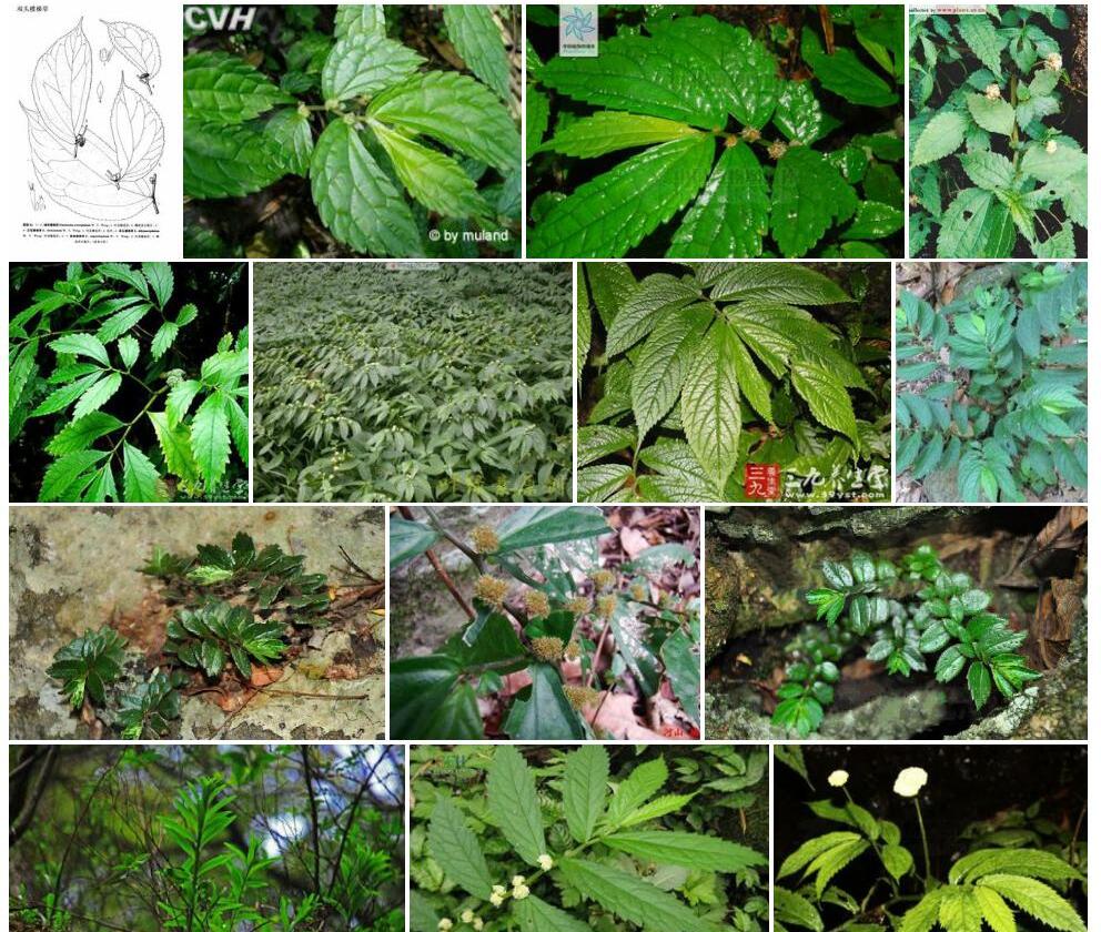 双头楼梯草照片和图片/