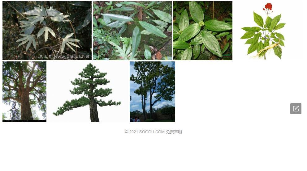 双室树参照片和图片/