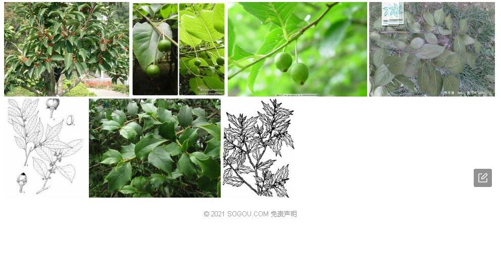 双果冬青照片和图片/