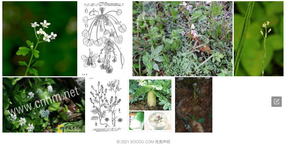 双果荠照片和图片/