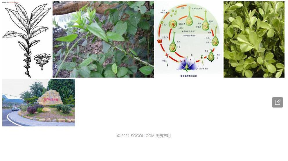 双柱柃照片和图片/