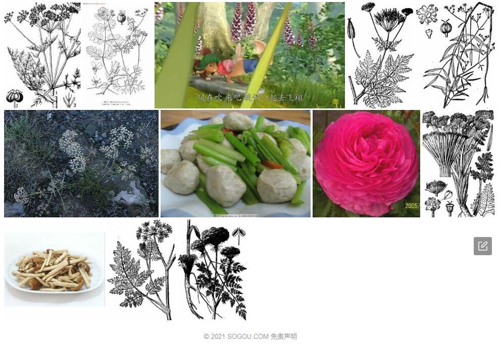 双球芹照片和图片/