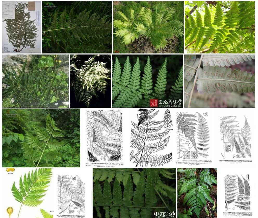 双生短肠蕨照片和图片/