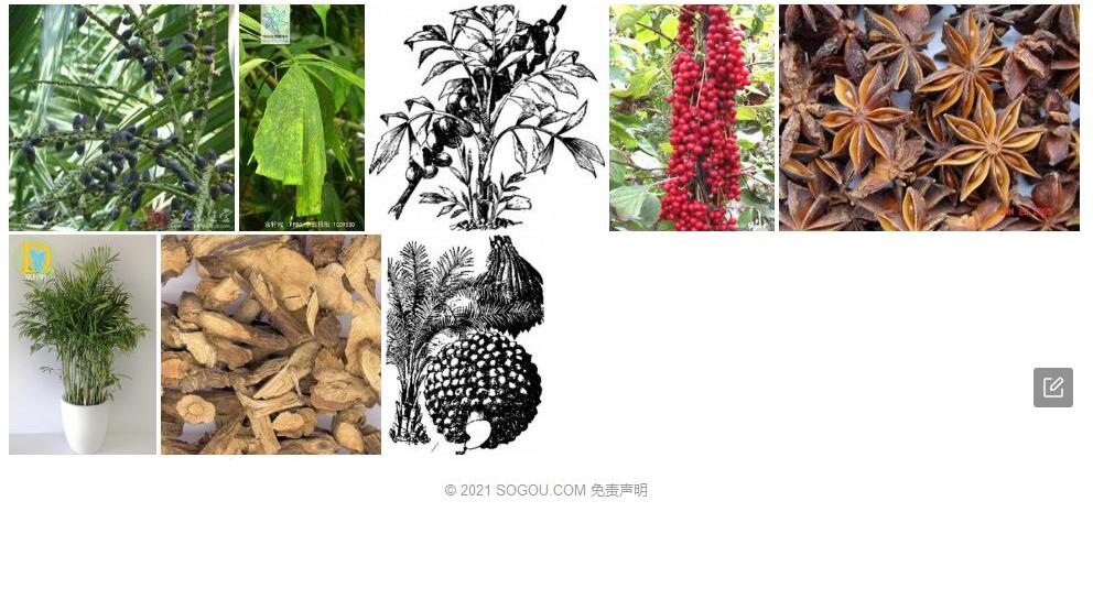 双籽棕照片和图片/