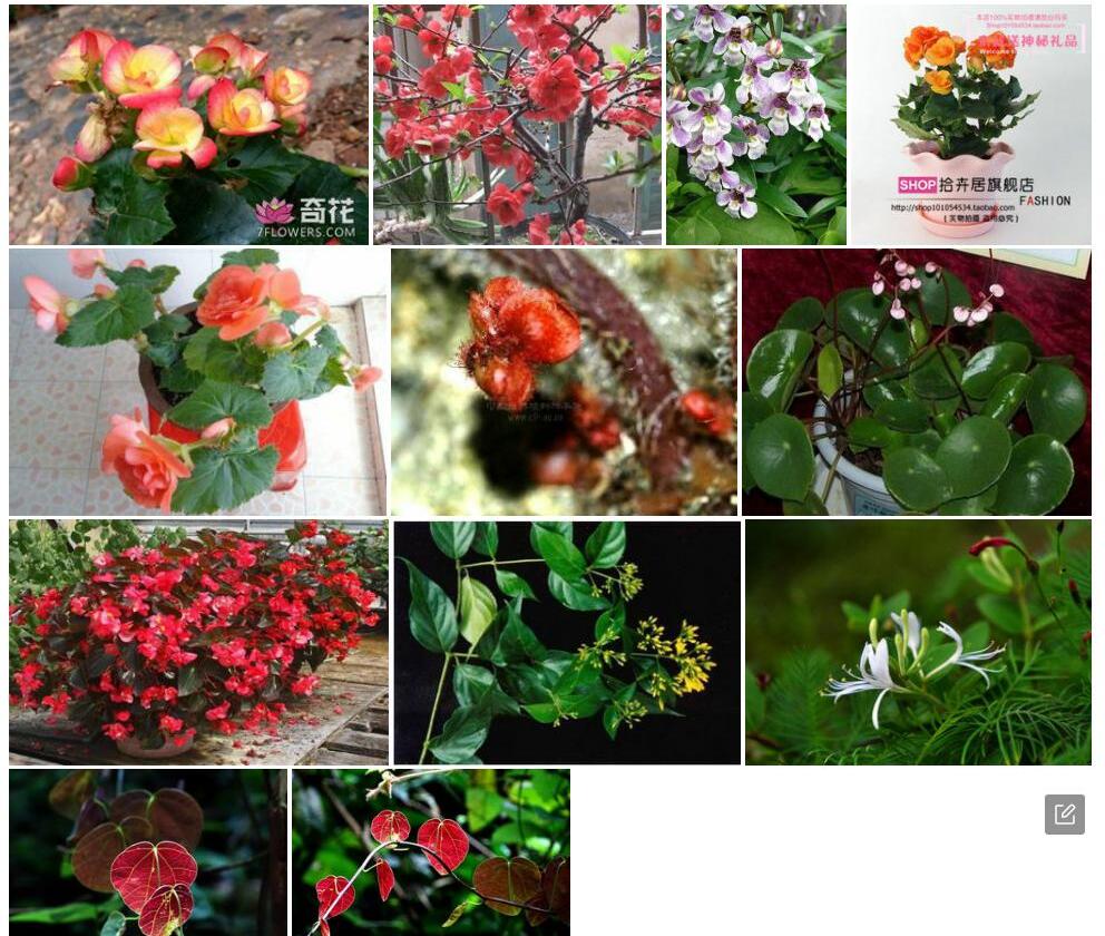 双花秋海棠照片和图片/