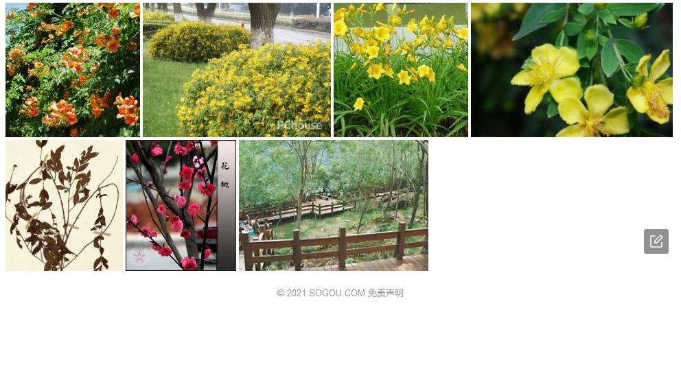 双花金丝桃照片和图片/