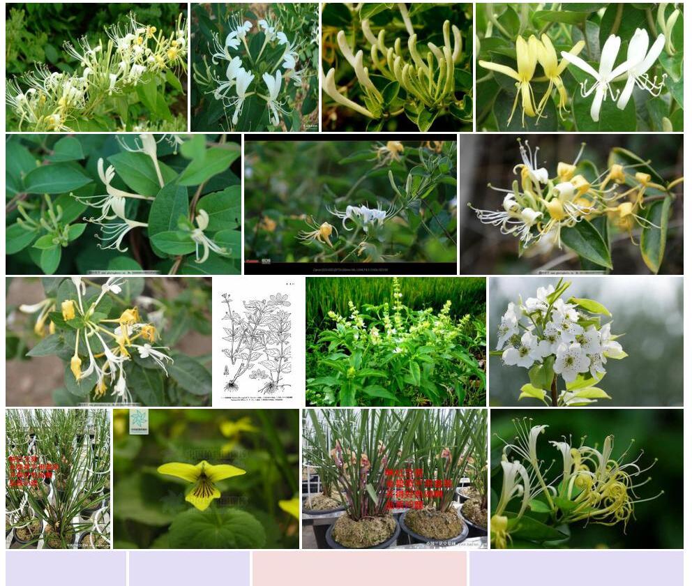 双花香草照片和图片/