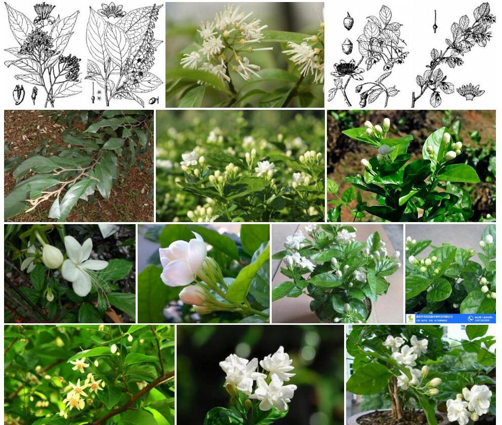 双齿山茉莉照片和图片/
