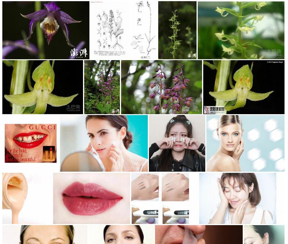 反唇舌唇兰照片和图片/