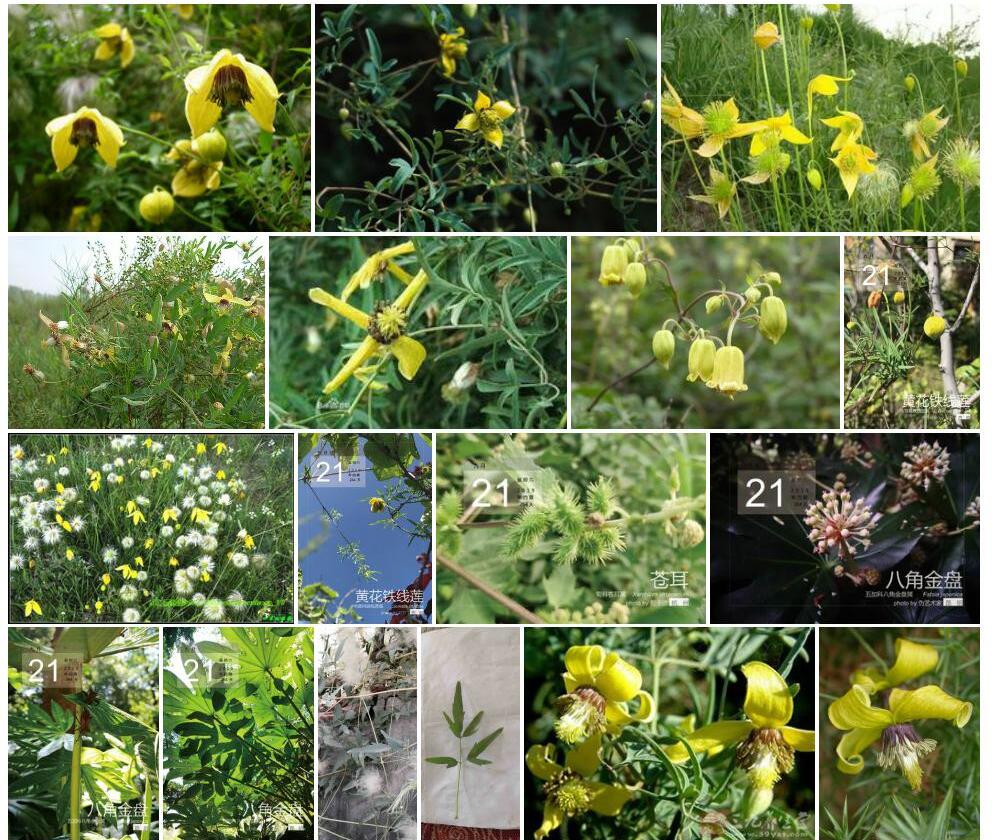 变异黄花铁线莲照片和图片/