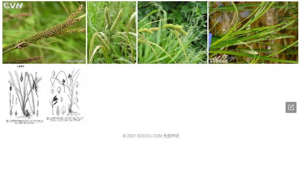 古城薹草照片和图片/