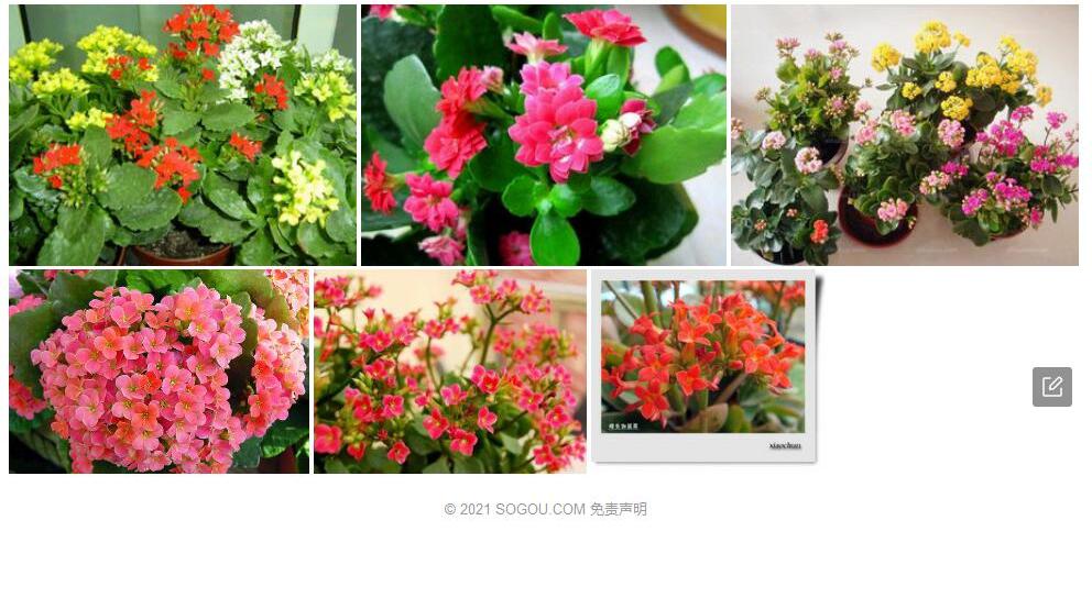 台东伽蓝菜照片和图片/