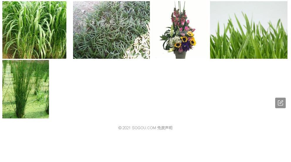 台东癸草照片和图片/