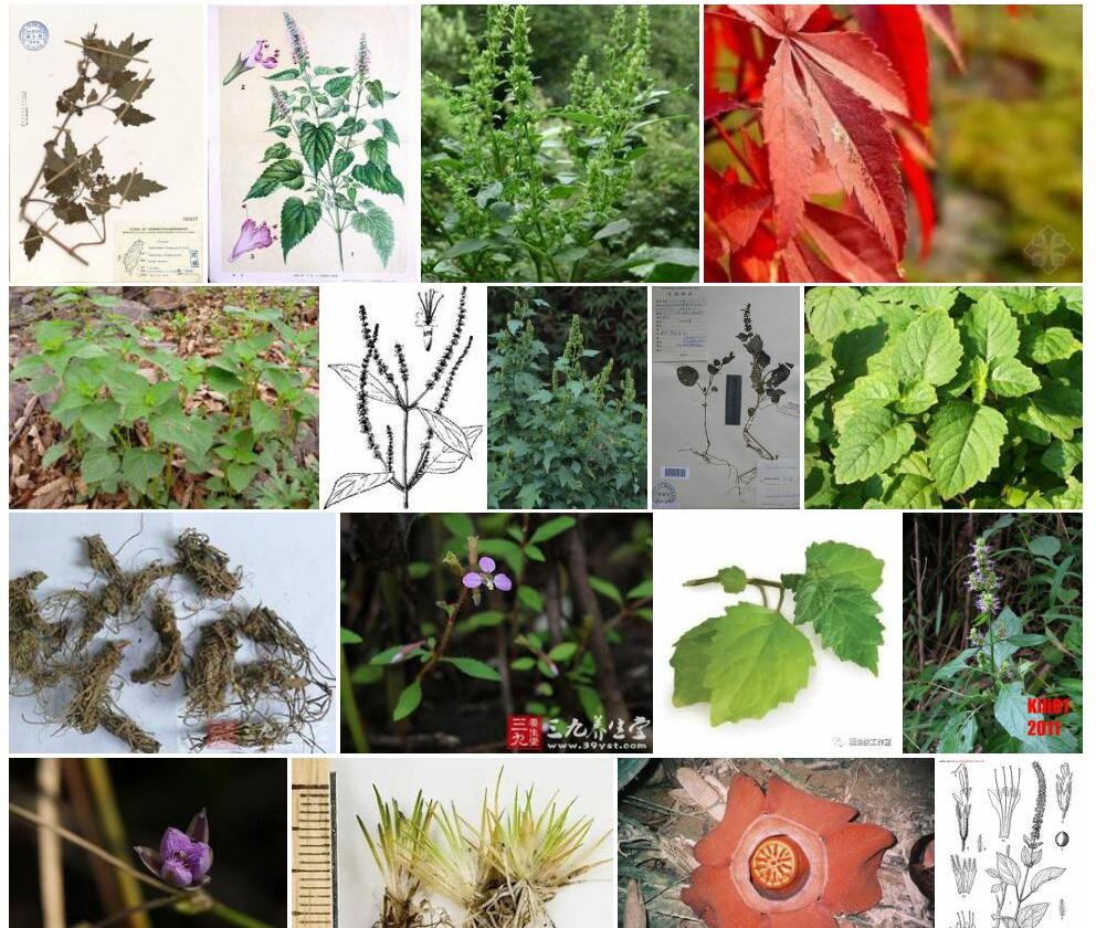 台湾刺蕊草照片和图片/