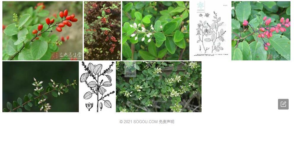 台湾勾儿茶照片和图片/