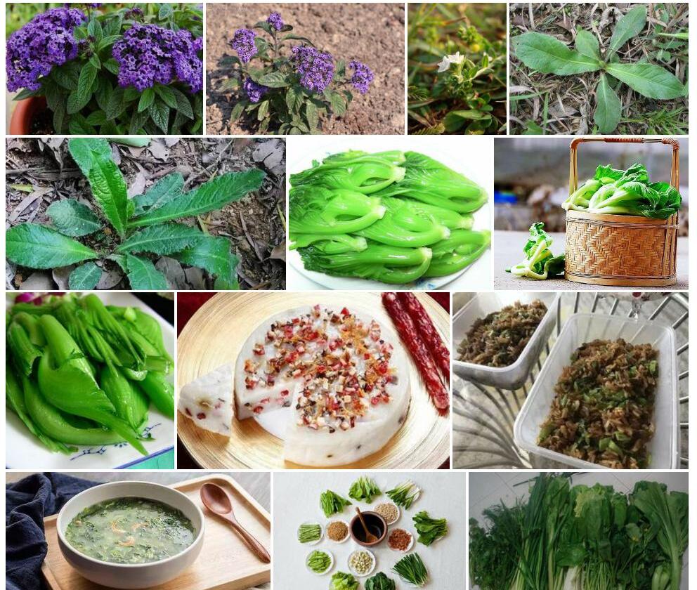 台湾天芥菜照片和图片/