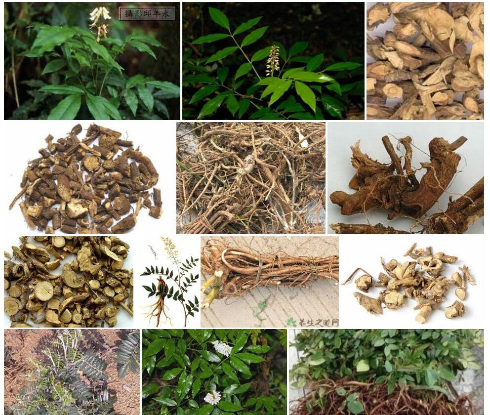 台湾山豆根照片和图片/
