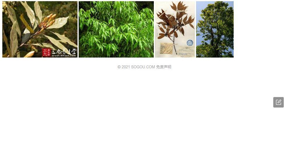 台湾新木姜子照片和图片/