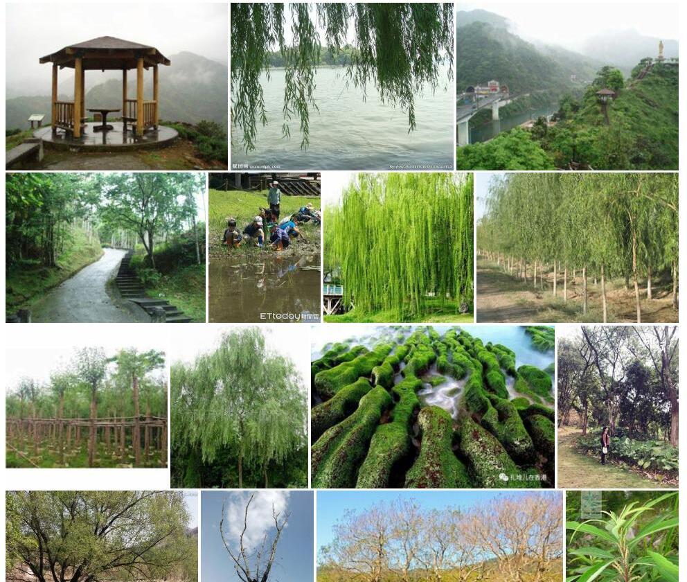 台湾水柳照片和图片/