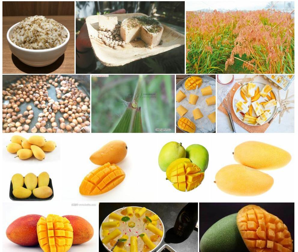 台湾油芒照片和图片/