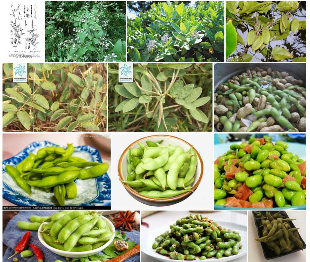 台湾灰毛豆照片和图片/