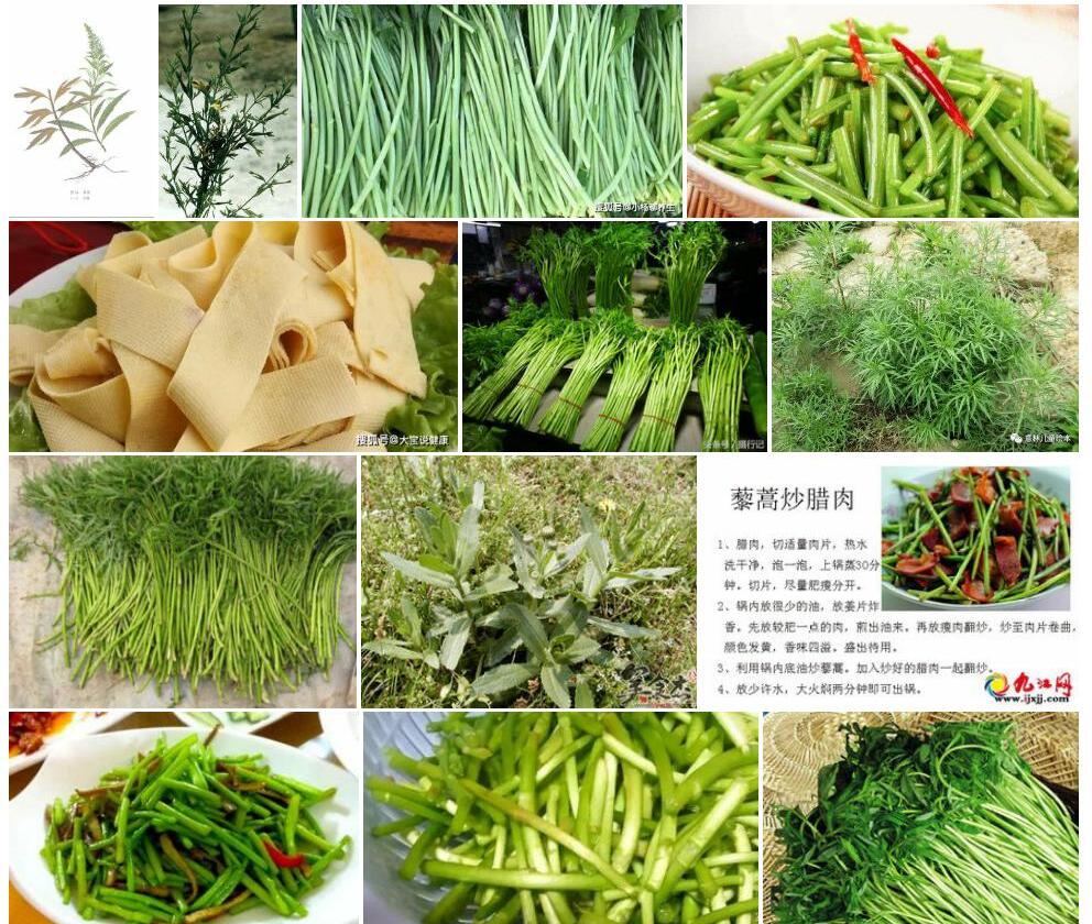 台湾狭叶艾照片和图片/