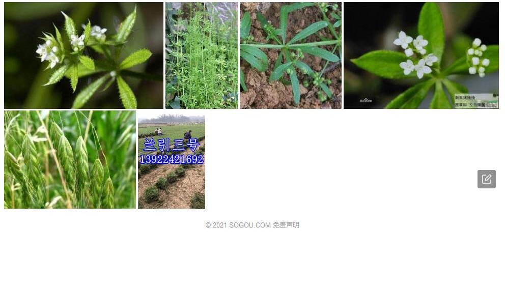 台湾猪殃殃照片和图片/