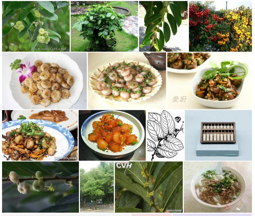 台湾算盘子照片和图片/