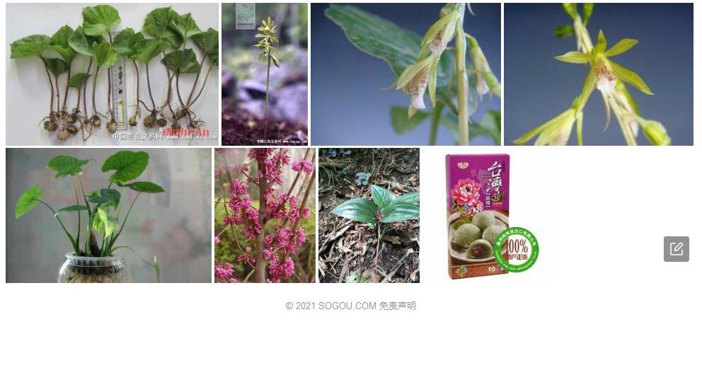 台湾芋兰照片和图片/