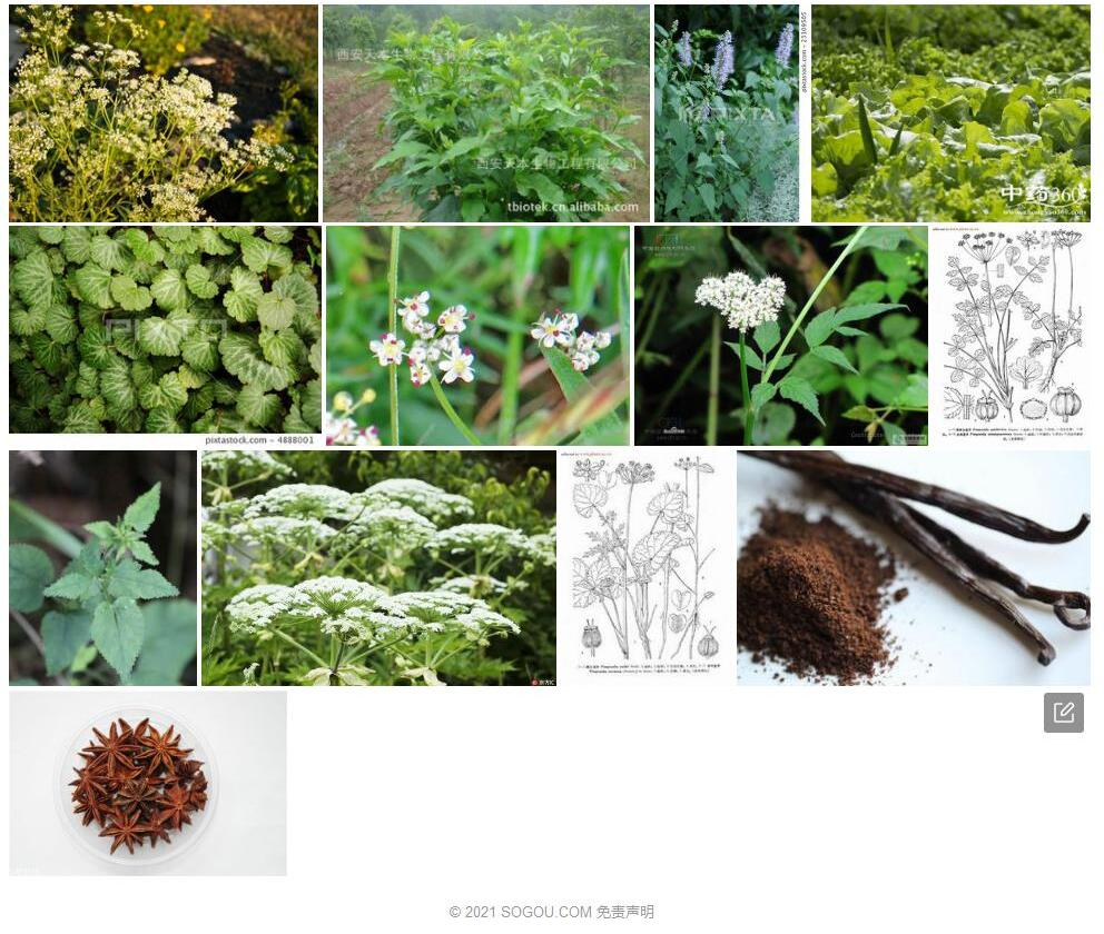 台湾茴芹照片和图片/