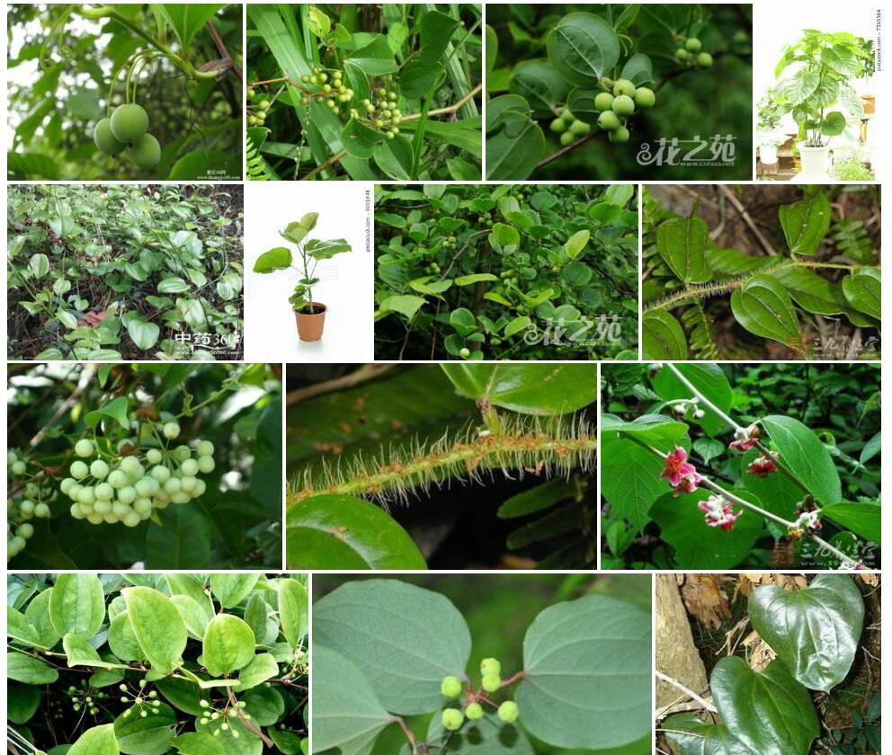 台湾菝葜照片和图片/