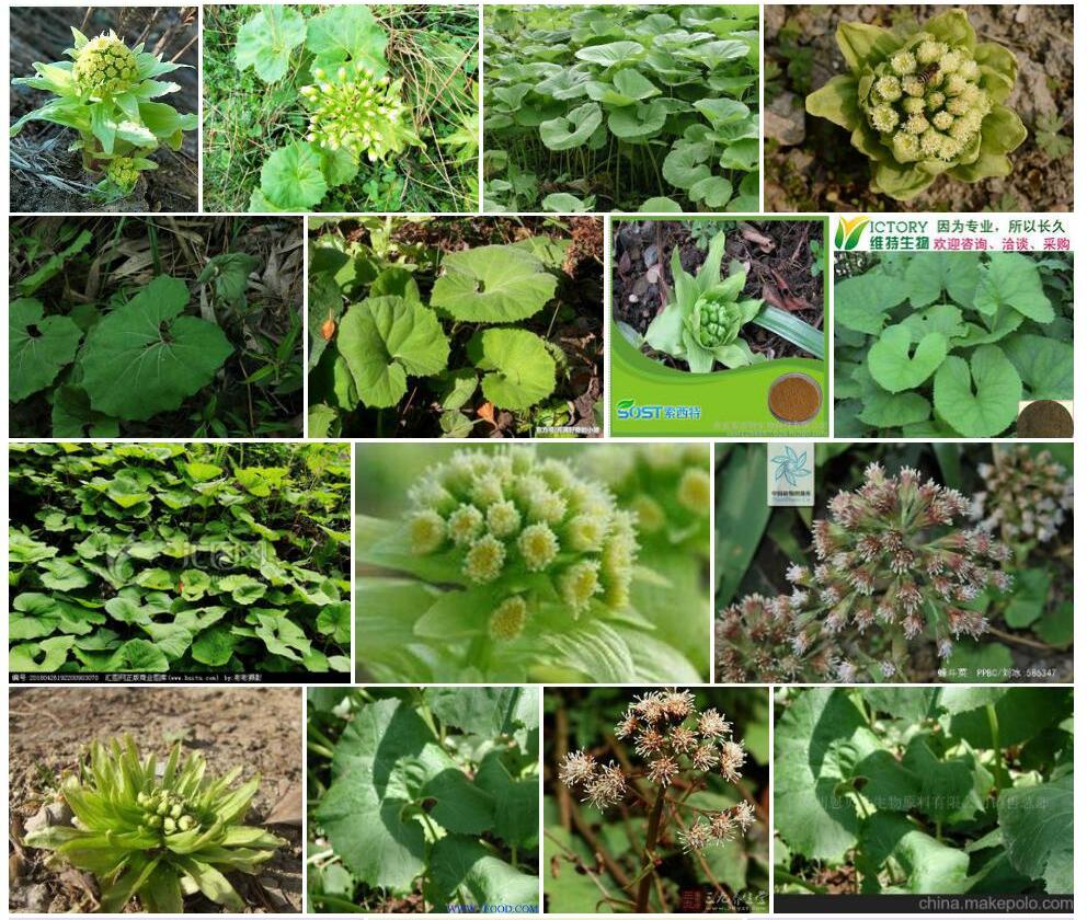台湾蜂斗菜照片和图片/