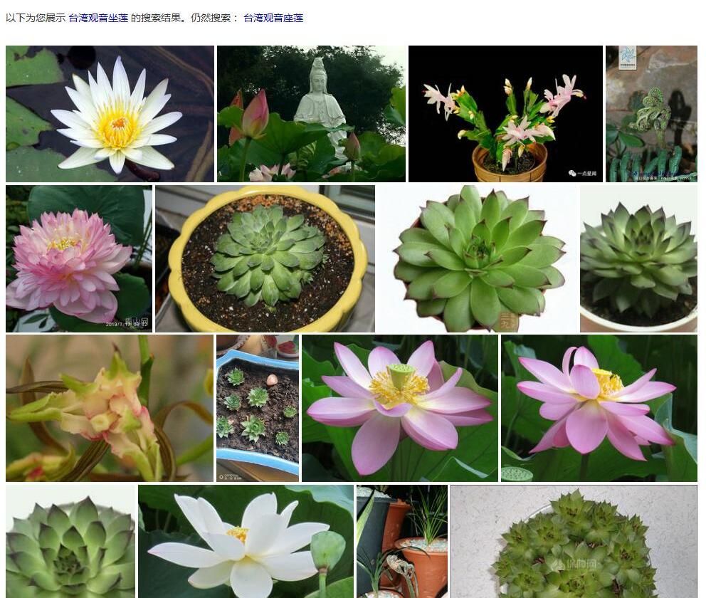 台湾观音座莲照片和图片/