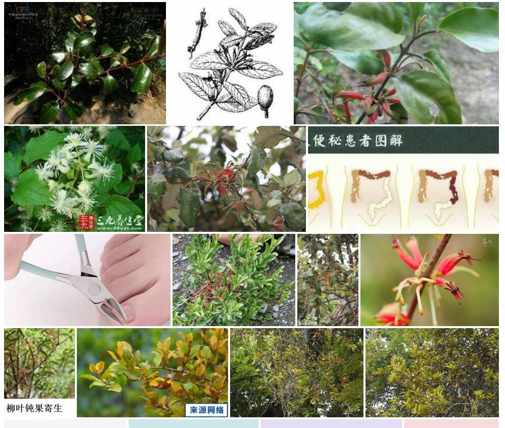 台湾钝果寄生照片和图片/