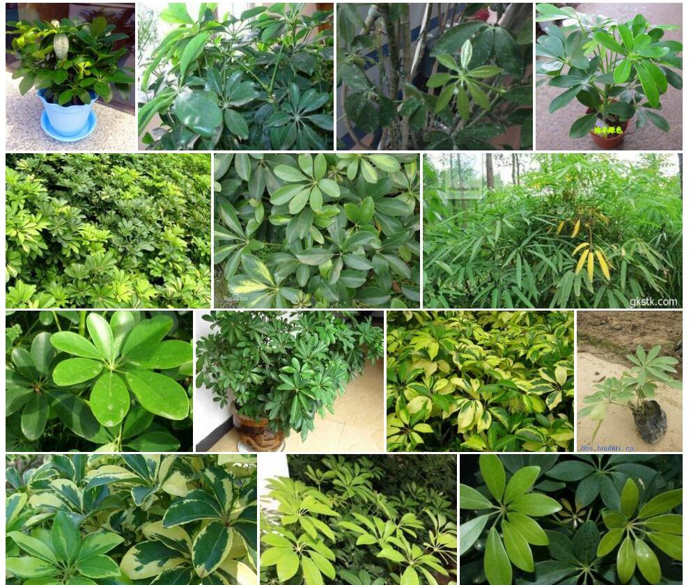 台湾鹅掌柴照片和图片/