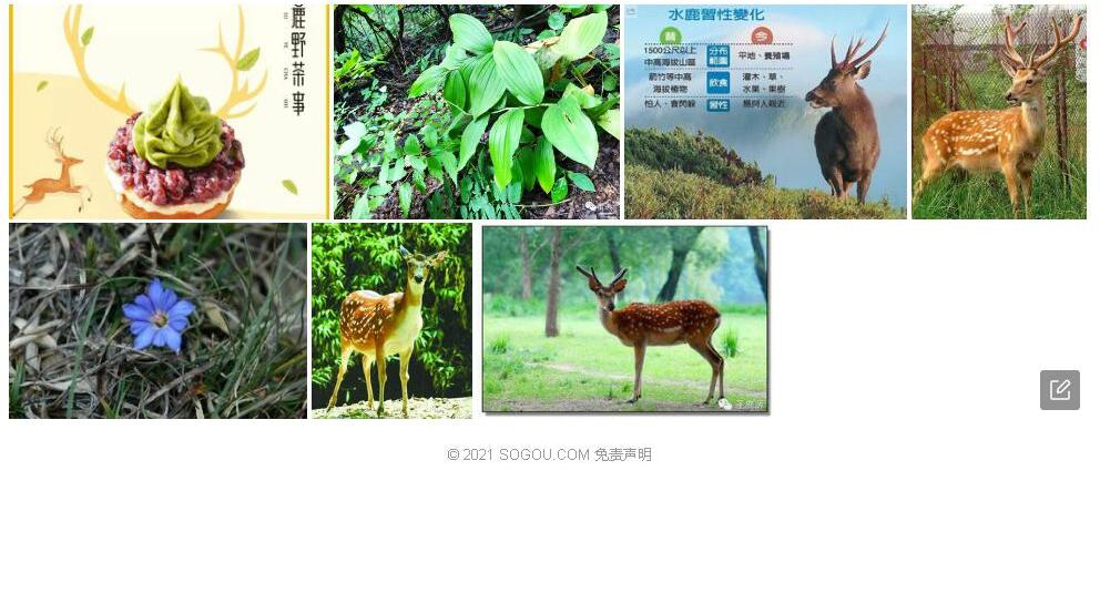 台湾鹿药照片和图片/