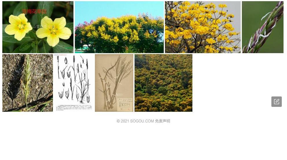 台湾黄花茅照片和图片/