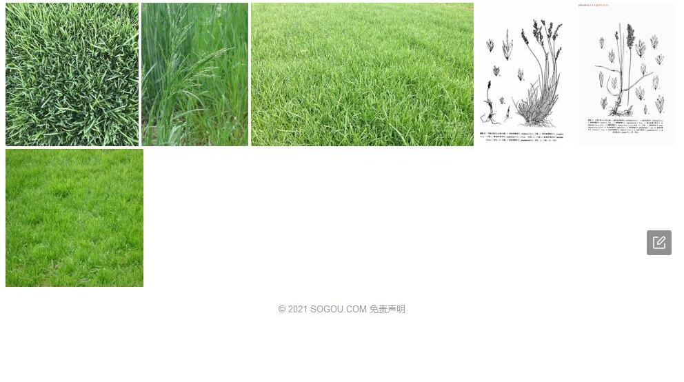 史米诺早熟禾照片和图片/