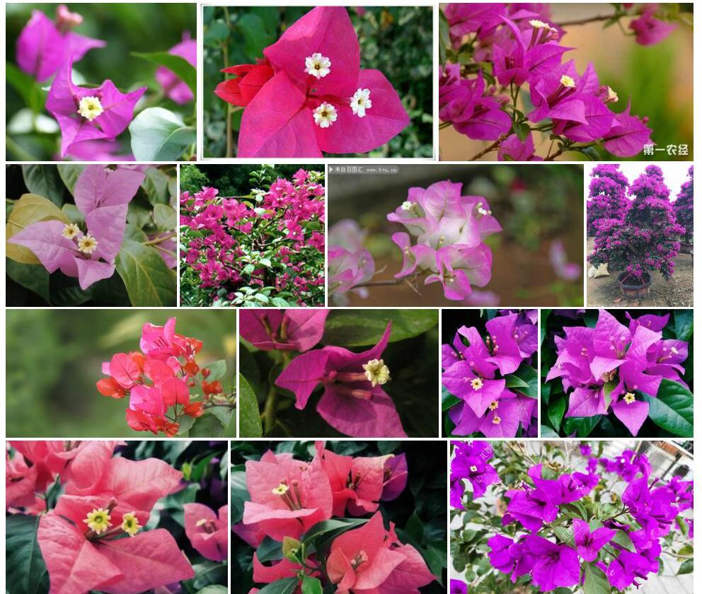 叶子花照片和图片/