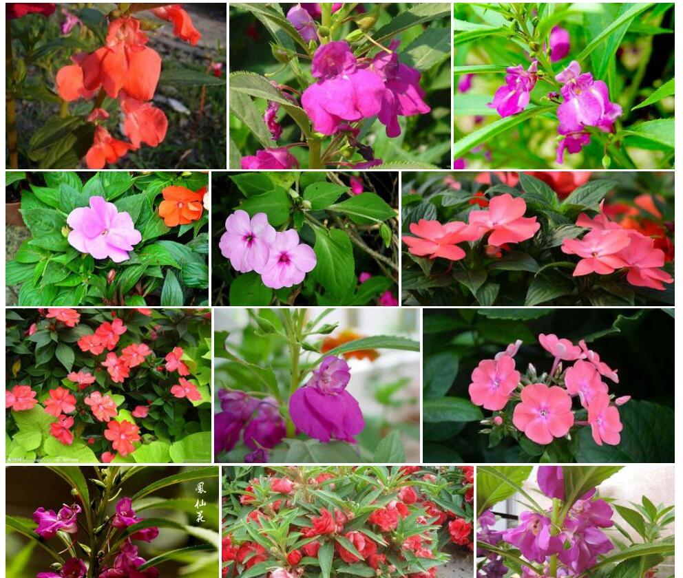 叶底花凤仙花照片和图片/