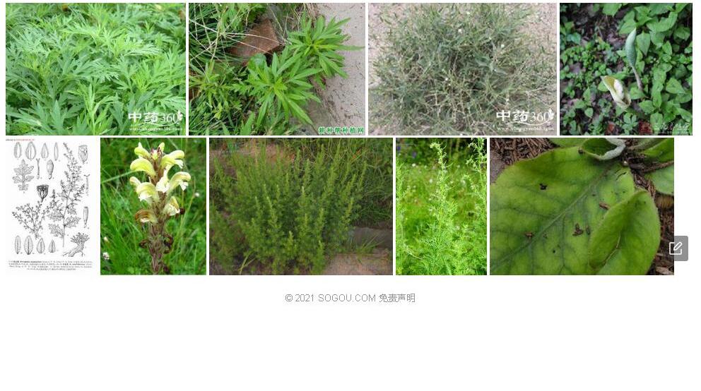 叶苞蒿照片和图片/