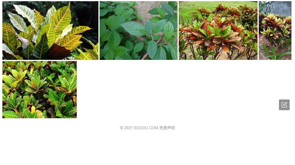叶被木照片和图片/