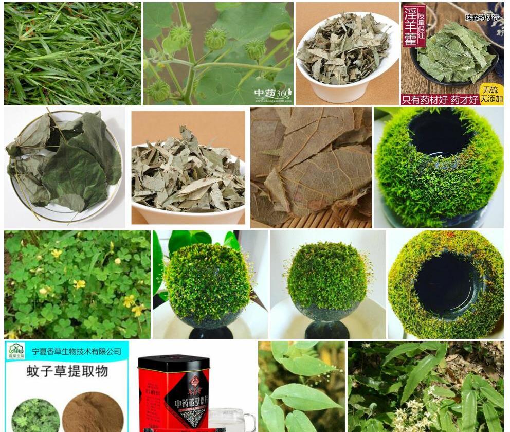 合叶草照片和图片/