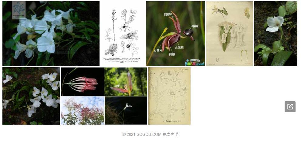 合柱兰照片和图片/